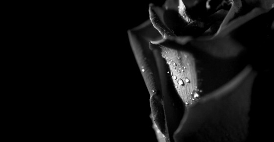 Rose-beautiful-black-and-white-flower-gothic-rain-drops-rose-560x290.jpg.pagespeed.ce.AKeC4wyP-c